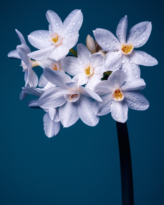 💮