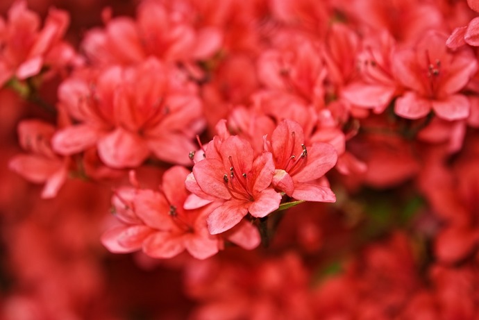 🌸