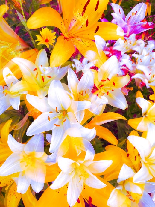 🌼