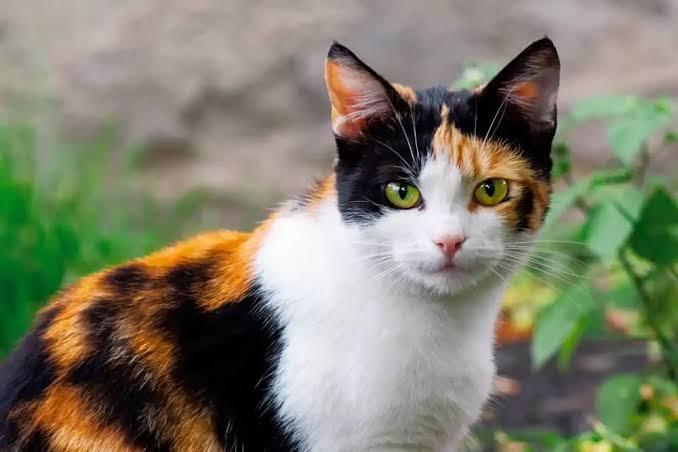 Calico (patiska) kedisi
