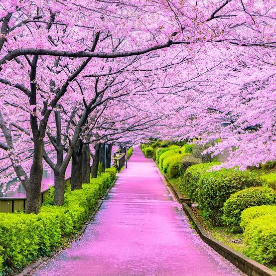 Japonya-Kiraz çiçeği Sakura Festivali