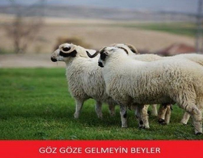 Kurban Bayramı Tatili: Manevi Yenilenme ve Toplumsal Bağların Güçlendiği Özel Bir Zaman
