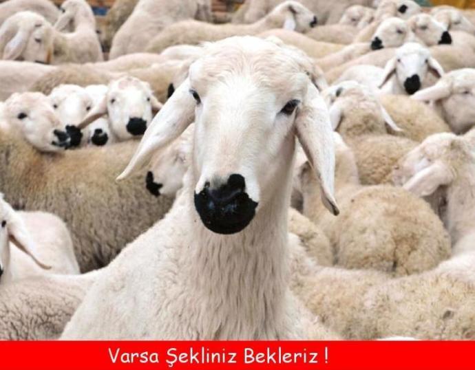 Kurban Bayramı Tatili: Manevi Yenilenme ve Toplumsal Bağların Güçlendiği Özel Bir Zaman