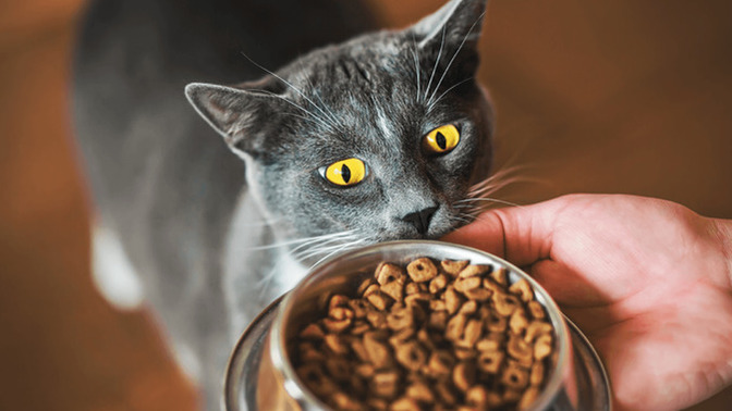 Kedi Maması Seçerken İçeriğinde Olmaması Gereken Maddeler