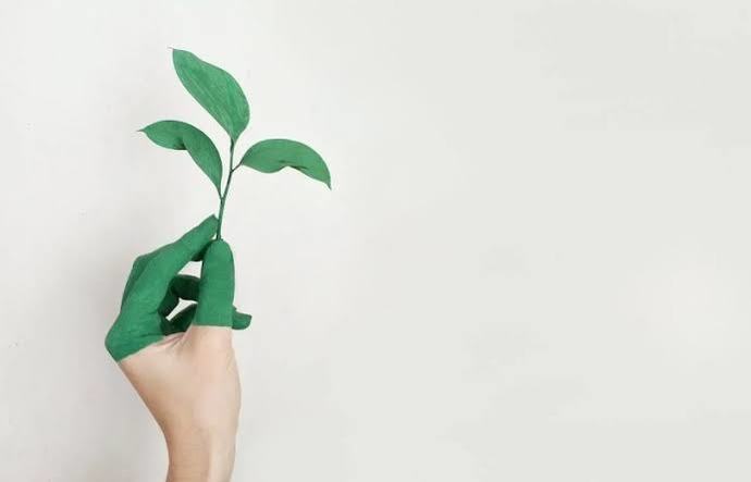 Doğal ve Çevre Dostu Solo Bambu Tuvalet Kağıdını İnceliyoruz!