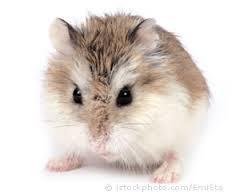 hamster bakımı =)