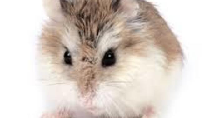 Hamster bakımı