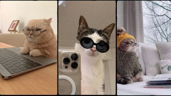Evcil Hayvanlar Sosyal Medyada Nasıl Takılırdı?  İşte Komik Paylaşımları! 🐾