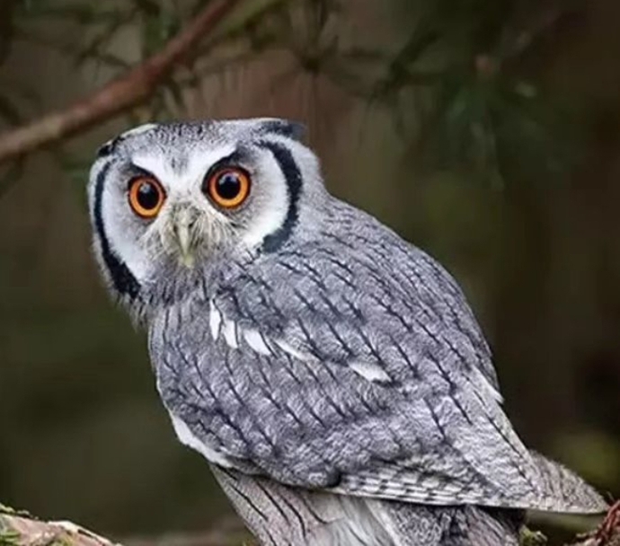 Gecenin Egemen Kuşu Ve Karanlığın İçine Gören Kuş Olan Baykuş