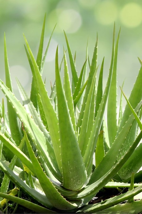 Aloe Veranın Cilde Faydaları Nelerdir?