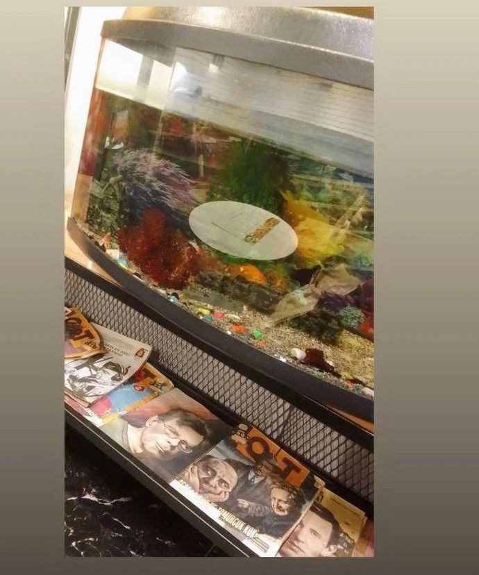 Evimdeki Huzur Kaynağım: Akvaryum Hobisi Hakkında Temel Bilgiler