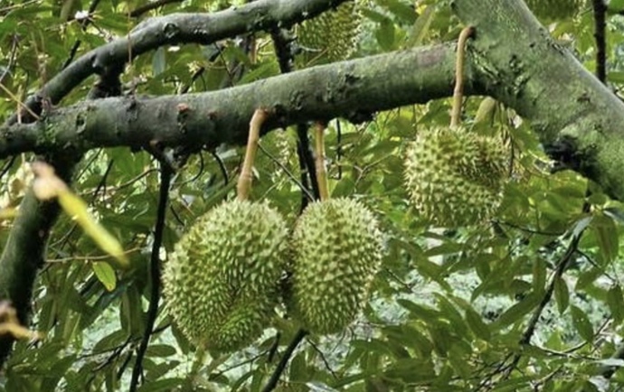Ağaçta olgunlaşmayı bekliyen Durian meyvesi