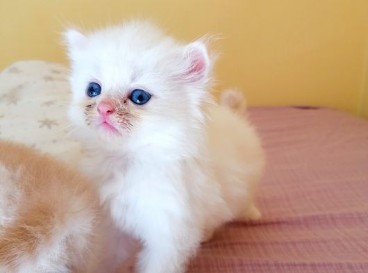 Minik kedicik.. 🥰🥰