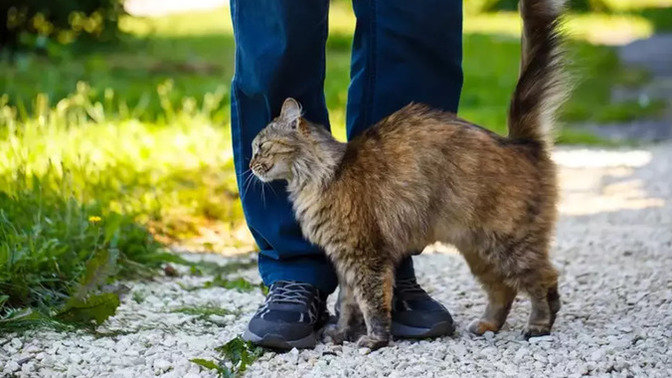 Kedilerin Zamanda Yolculuğu: Sahiplenmek