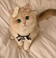 Kedi Aşkınızı Hortlatacak Görseller Paylaşıyorum: Miavvv!