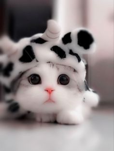 Kedi Aşkınızı Hortlatacak Görseller Paylaşıyorum: Miavvv!