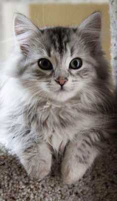 Kedi Aşkınızı Hortlatacak Görseller Paylaşıyorum: Miavvv!