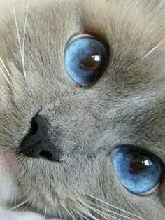Kedi Aşkınızı Hortlatacak Görseller Paylaşıyorum: Miavvv!