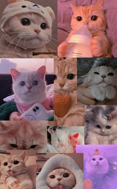 Kedi Aşkınızı Hortlatacak Görseller Paylaşıyorum: Miavvv!