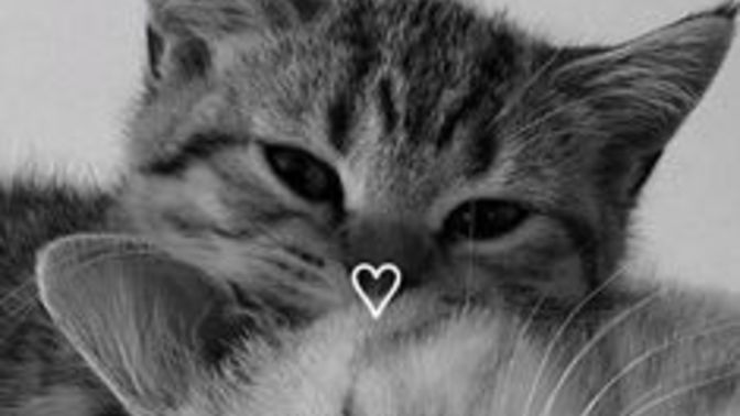 Kedi Aşkınızı Hortlatacak Görseller Paylaşıyorum: Miavvv!