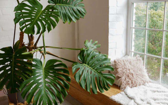 Deve Tabanı (Monstera)