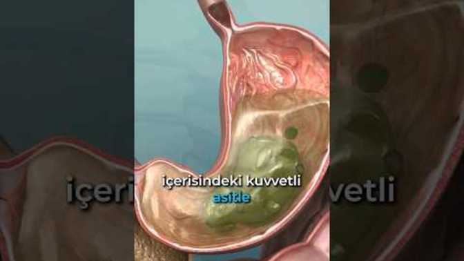 Yemek Yediğimizde Kendimizi Neden Yorgun Hissederiz? Vücudumuza Neler Oluyor?