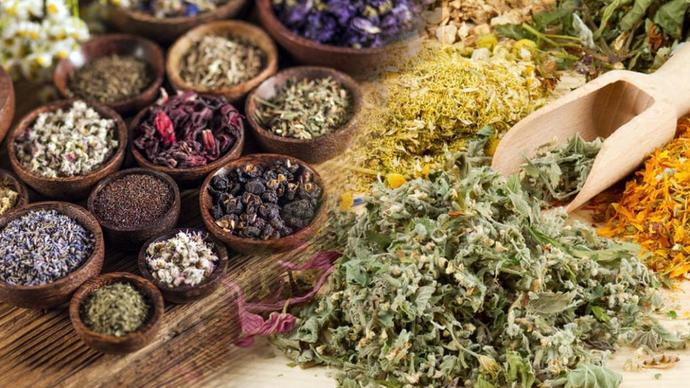 Şifalı Bitkiler: Doğadaki Gizli Eczane! 🌿✨