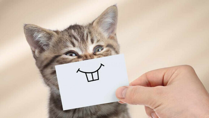 Kedi̇ Dostlarımızın Bi̇li̇nmeyen Huyları