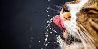 Kedi̇ Dostlarımızın Bi̇li̇nmeyen Huyları