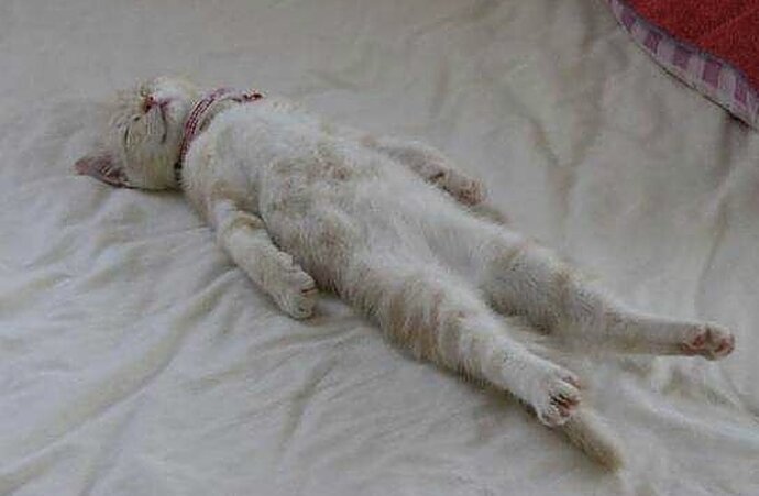 Kedi̇ Dostlarımızın Bi̇li̇nmeyen Huyları