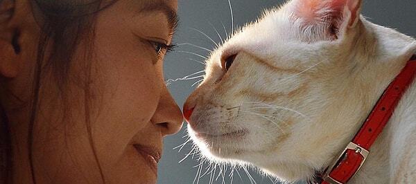 Kedi̇ Dostlarımızın Bi̇li̇nmeyen Huyları