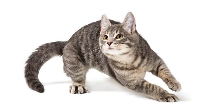 Kedi̇ Dostlarımızın Bi̇li̇nmeyen Huyları