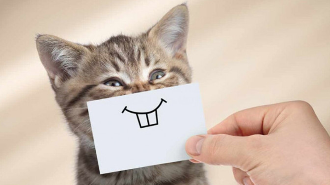 Kedi̇ Dostlarımızın Bi̇li̇nmeyen Huyları