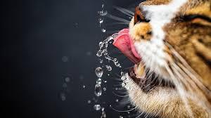 Kedim Gereğinden Fazla Su İçiyor Ama Rahatsız Görünmüyor, Yine De Veterinere Götürmeli Miyim?
