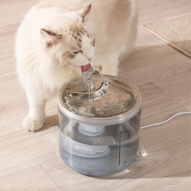 Kedim Gereğinden Fazla Su İçiyor Ama Rahatsız Görünmüyor, Yine De Veterinere Götürmeli Miyim?