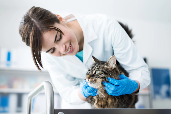 Kedim Gereğinden Fazla Su İçiyor Ama Rahatsız Görünmüyor, Yine De Veterinere Götürmeli Miyim?