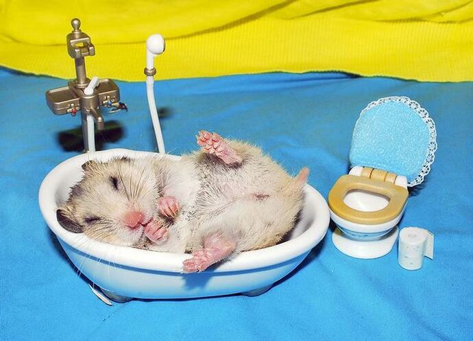 Hamster Sahiplenme Rehberi̇: Yanlış Bi̇li̇nenler Ve Mutluluk Formüller