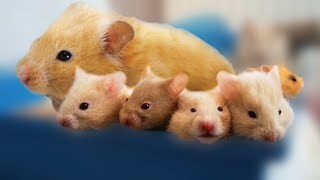 Hamster Sahiplenme Rehberi̇: Yanlış Bi̇li̇nenler Ve Mutluluk Formüller