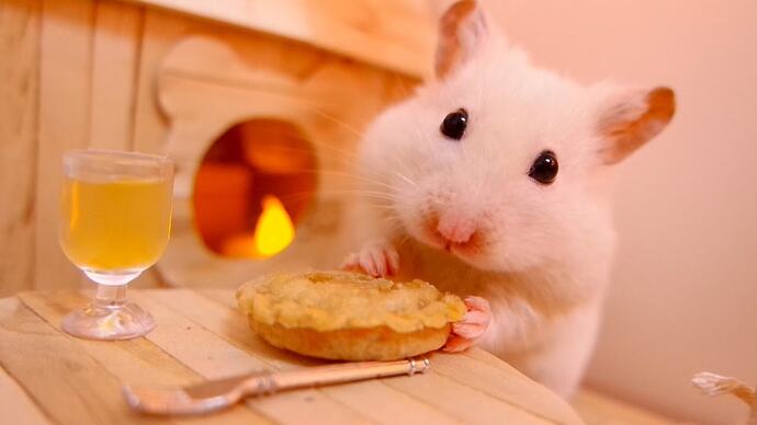Hamster Sahiplenme Rehberi̇: Yanlış Bi̇li̇nenler Ve Mutluluk Formüller