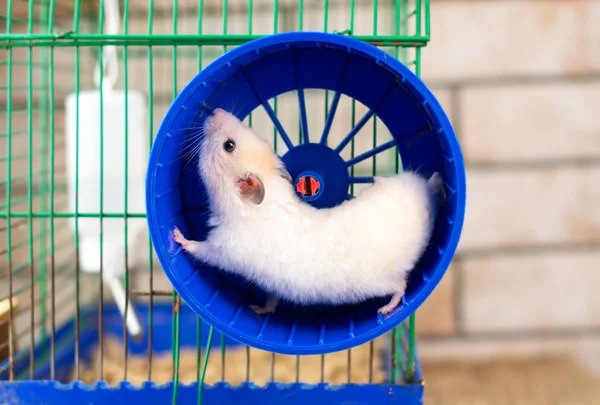 Hamster Sahiplenme Rehberi̇: Yanlış Bi̇li̇nenler Ve Mutluluk Formüller