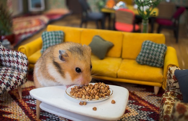 Hamster Sahiplenme Rehberi̇: Yanlış Bi̇li̇nenler Ve Mutluluk Formüller