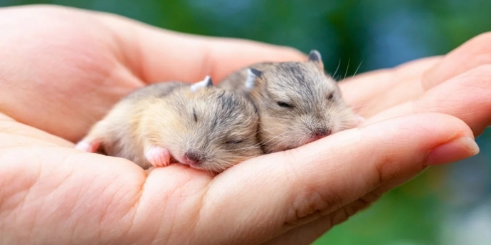 Hamster Sahiplenme Rehberi̇: Yanlış Bi̇li̇nenler Ve Mutluluk Formüller