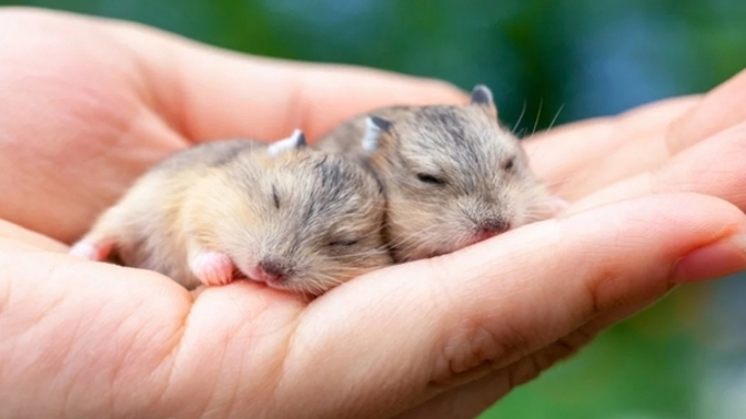 Hamster Sahiplenme Rehberi̇: Yanlış Bi̇li̇nenler Ve Mutluluk Formüller