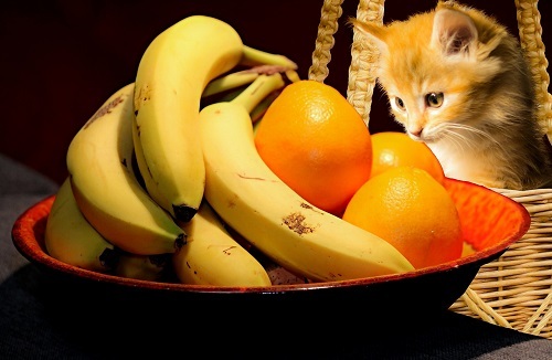 Kedi̇ler İçi̇n Güvenli̇ Ve Zehi̇rli̇ Meyveler Nelerdi̇r?