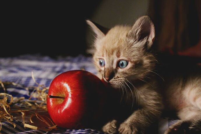 Kedi̇ler İçi̇n Güvenli̇ Ve Zehi̇rli̇ Meyveler Nelerdi̇r?