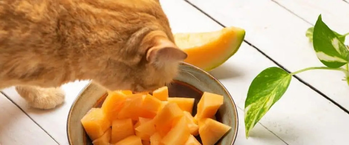 Kedi̇ler İçi̇n Güvenli̇ Ve Zehi̇rli̇ Meyveler Nelerdi̇r?