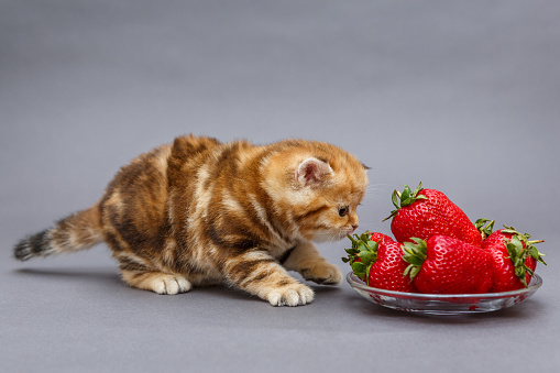 Kedi̇ler İçi̇n Güvenli̇ Ve Zehi̇rli̇ Meyveler Nelerdi̇r?