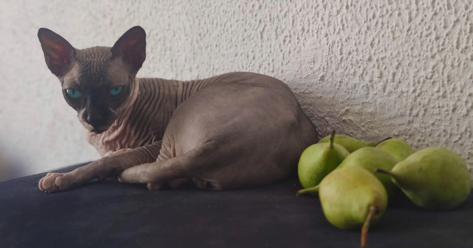Kedi̇ler İçi̇n Güvenli̇ Ve Zehi̇rli̇ Meyveler Nelerdi̇r?