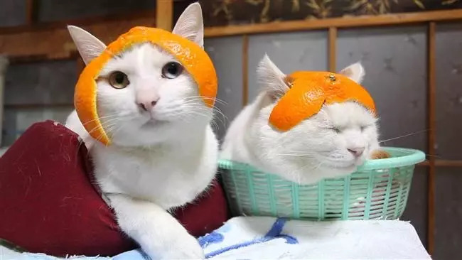 Kedi̇ler İçi̇n Güvenli̇ Ve Zehi̇rli̇ Meyveler Nelerdi̇r?