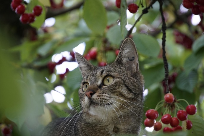 Kedi̇ler İçi̇n Güvenli̇ Ve Zehi̇rli̇ Meyveler Nelerdi̇r?